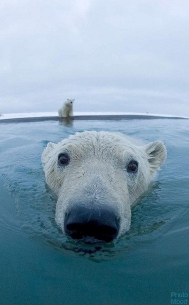 Hello I am a polar bear