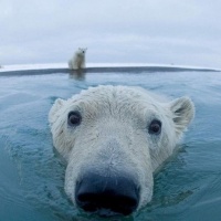 Hello I am a polar bear