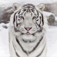 Hello I am a white tiger