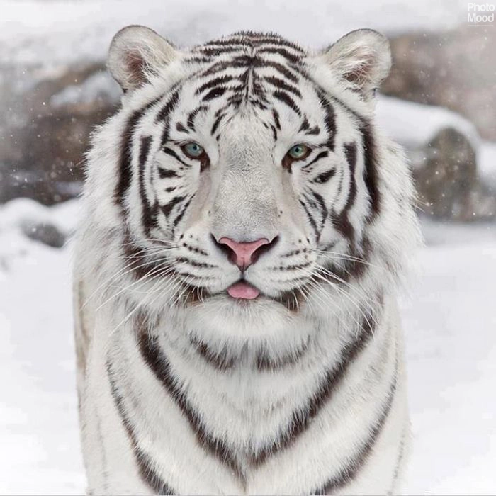 white-tigers-with blue-eyes-snow-photo-mood-atmosphere-tiger-beautiful-white-animal-137-1