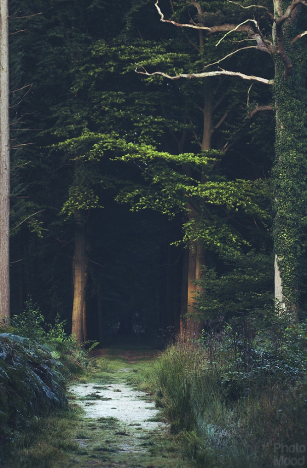 photomood-forest-nature-travel-alice-in-wonderland-green-1