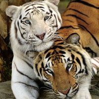 Photo Mood, Tiger love.
