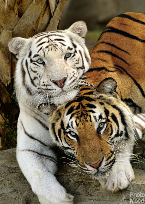 tiger_love_photography_we_love_each_other_beautiful_tigers_animal_photo_mood_white_Bengal_tiger_148_1